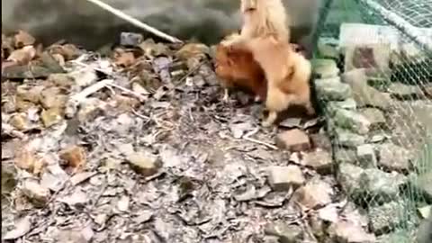 chicken VS dog fight 😭