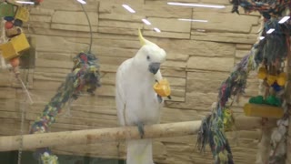 Parrot eating orange