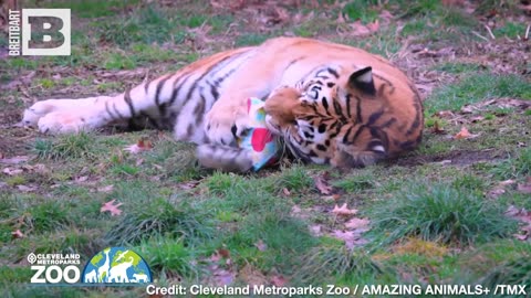 Be Mine! Adorable Tiger Cubs Steal Hearts with Valentine-Themed Toys at Cleveland Zoo