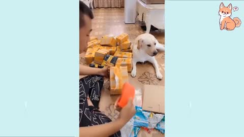 Funny DOG Videos 😂🐶 You will laugh at all the DOGS 🤣