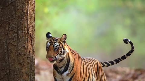 Beautiful tiger photography 🐅
