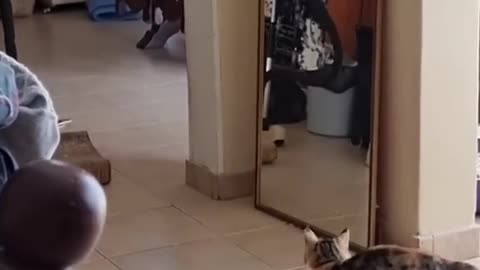 Cat fight her own reflection