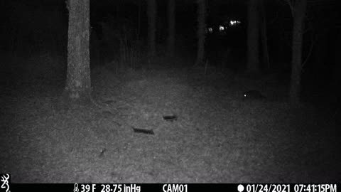 Racoon on trail cam 1-24-21