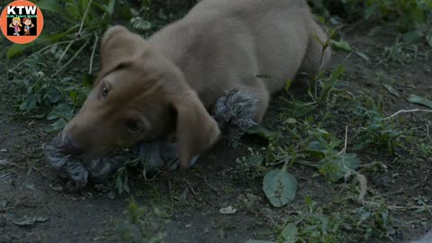 Hungry Dog Finding Food But Getting Rope! Playing Moment