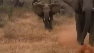 elephant herd attack tourists