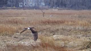 Northern Harrier