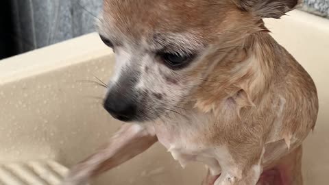 Chihuahua Dog take a bath...happy??