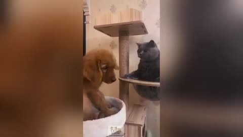 Cats and dogs funny video