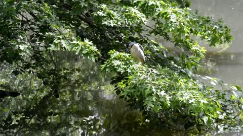 Bird Jump