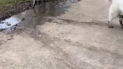 Golden Retrievers Love Laying in Mud