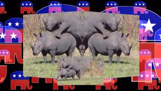 RINO's Breeding, While We Are Trapped In Their Captivity Program!