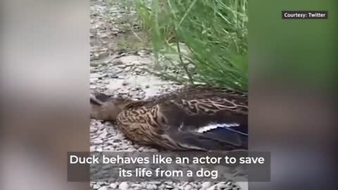 Duck save life from Dog, #Smart Duck