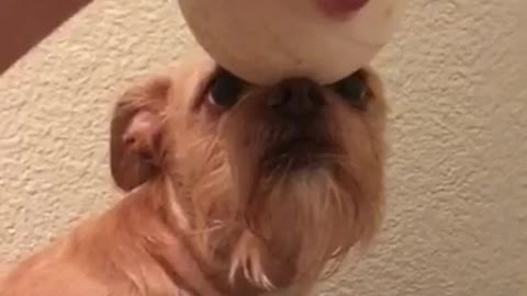 Tan dog balancing white ball on nose