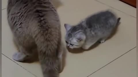 Mom cat protects her kitten