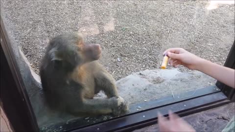 Monkey shocked by MAGIC TRICK