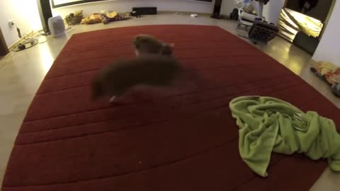 Cute pigles playing