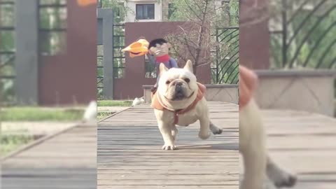 Daily life with dogs， The way fat dogs run