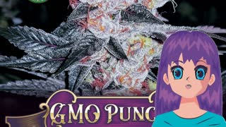 GMO Punch – Greenpoint Seeds