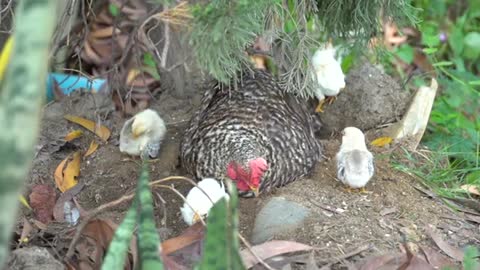 Hen And Chicks