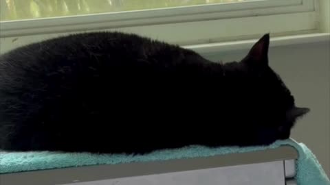 Adopting a Cat from a Shelter Vlog - Cute Precious Piper Sleeps in Her Spa #shorts