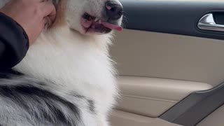 Dog Doesn't Like Being Touched on the Face
