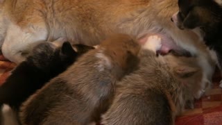 Small dogs breast feeding from their mother