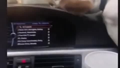 The dog went on the car for a ride for the first time. Watch his funny reaction