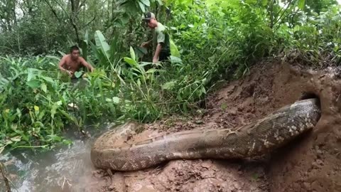 Giant Snake Suddenly Attack Group Brave Hunter