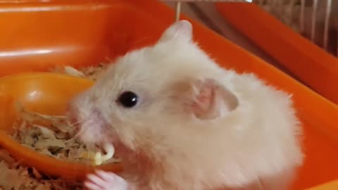 Cute Hamsters | Cute Animals | Funny Animals | Funny Video | Funny Animal Video