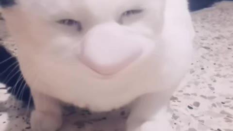 I tried a Snapchat filter on my cat, its look was very funny