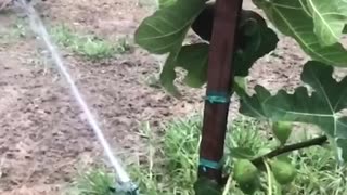 Blue heeler bites water sprinkler in slow motion