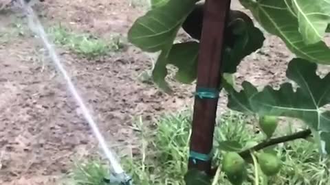 Blue heeler bites water sprinkler in slow motion