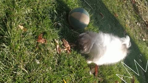 dog soccer player
