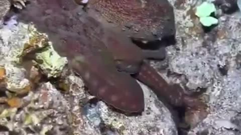octopuses are the masters of deception and camoflouge.