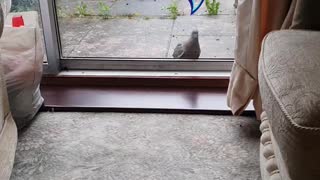 Pigeon trying to get through patio doors