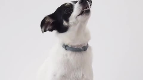 Cue dog training video