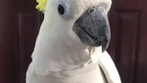 Talking parrot