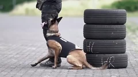 Dogs training hard#shorts