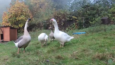 Pet Goose Hugs his Owner but Attacks Everyone Else