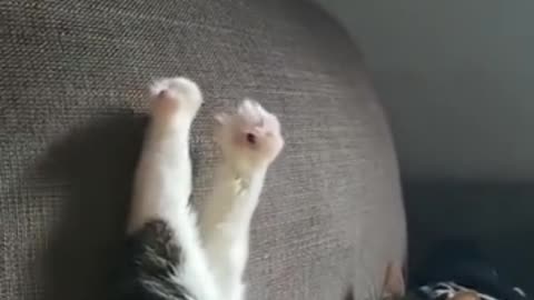 What does a cat's feet look like