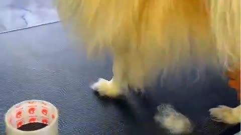 cute baby dog satisfying cleaning