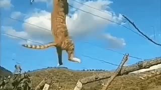 cat acrobat makes you happy