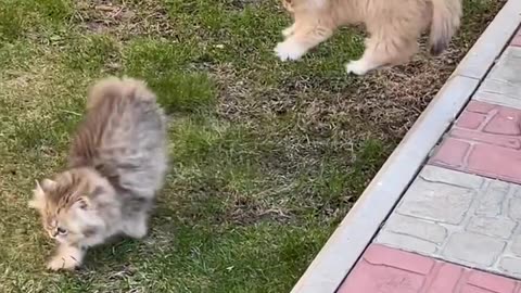 "Adorable Kitten's Playful Escapades: Prepare for Cuteness Overload"