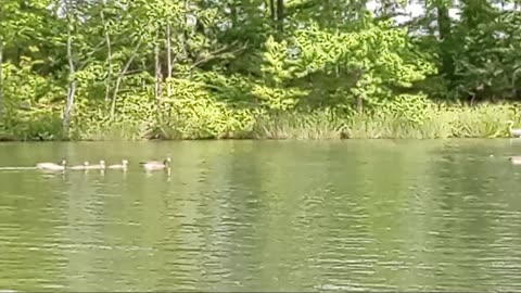 Lake Gram Jackson Tennessee Ducks