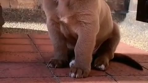 Cute Puppy Roaring #shorts #puppy