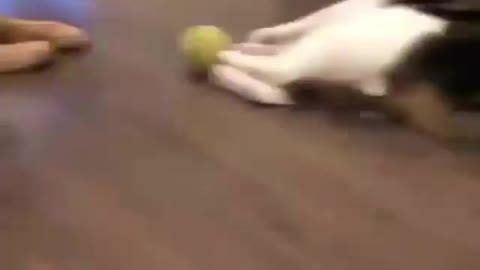 Cute dog and cat playing with ball