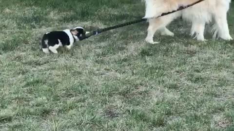 Corgi Pup Tries to Take Woofer for a Walk