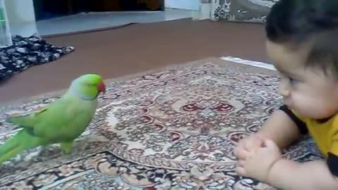 Parrot kisses baby