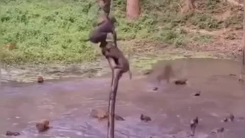 Monkey jumping for bath