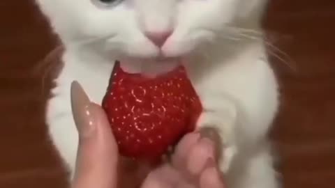 My cat taste strawberry and the strawberry is to delicious